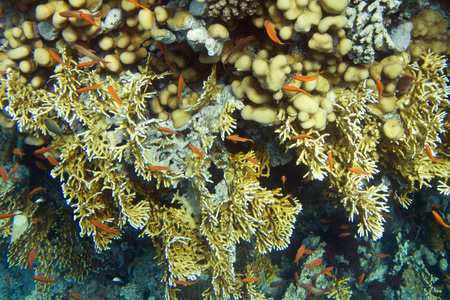 火珊瑚