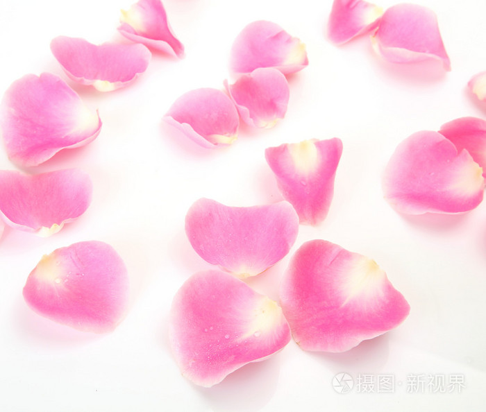 一朵粉红色的玫瑰的花瓣