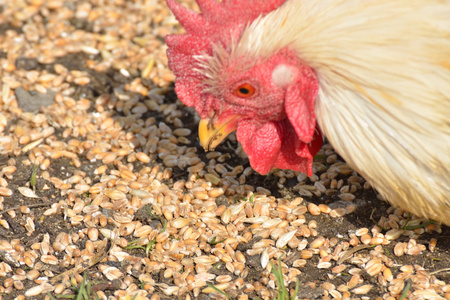 米上的鸡啄食谷粒玉米种子黑色背景分离,一个特写动物鸡美丽的公鸡