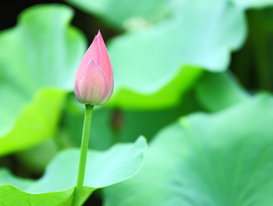 含苞的莲花