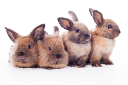 四只兔子被隔绝在白色