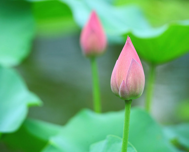 含苞的莲花