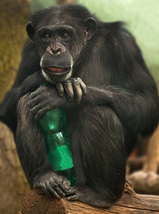 黑猩猩与一瓶