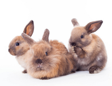 三只兔子在白色隔离