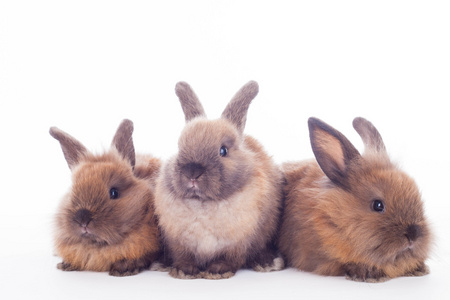 三只兔子在白色隔离