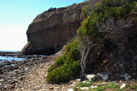 与老树 seescape 全景