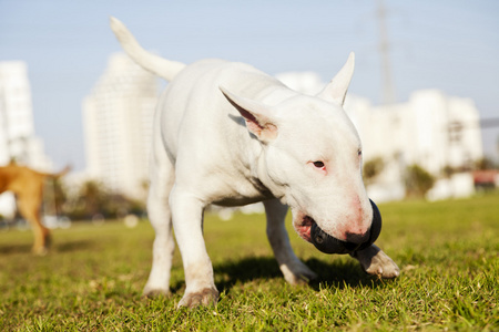 斗牛犬与咀嚼玩具在公园图片