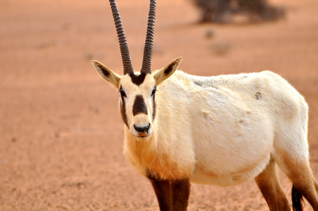 沙漠里常见的动物图片