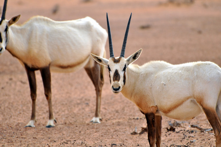 在沙漠中的阿拉伯羚羊