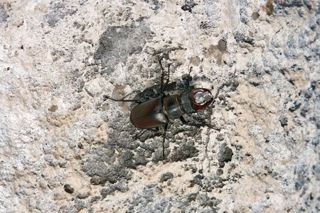 欧洲鹿角甲虫
