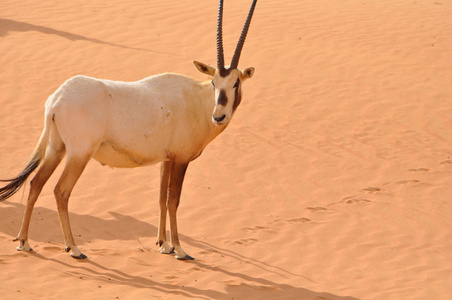 在沙漠中的阿拉伯羚羊