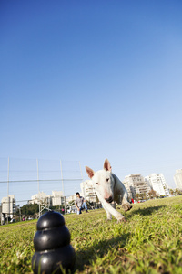 运行的咀嚼玩具在公园的斗牛犬图片