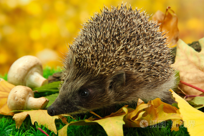 摄图新视界 照片 动物 秋天的叶子在森林里的刺猬.jpg