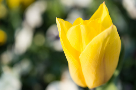 黄色郁金香花