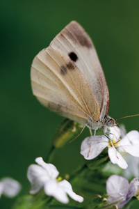 小的白蝴蝶