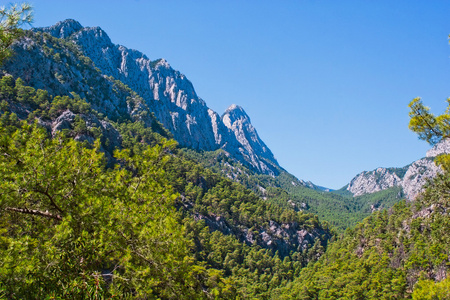 山地森林