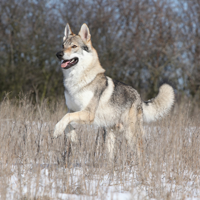 捷克斯拉夫 wolfdog