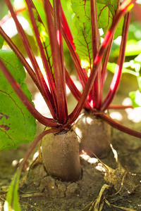 菜园里的甜菜根