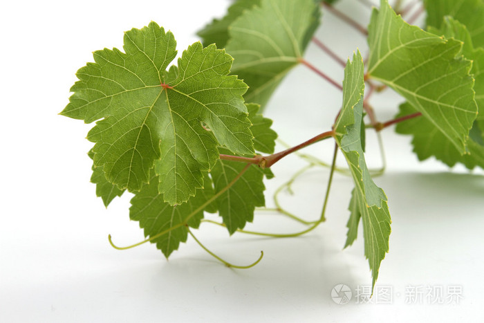 葡萄叶片的分支