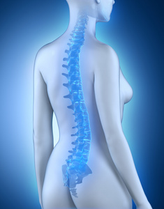 女性脊柱解剖视图