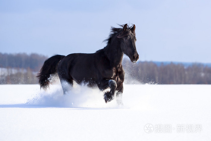 friesian 马