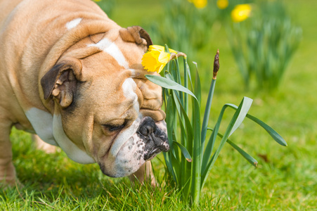 在春季场快乐可爱英国牛头犬狗