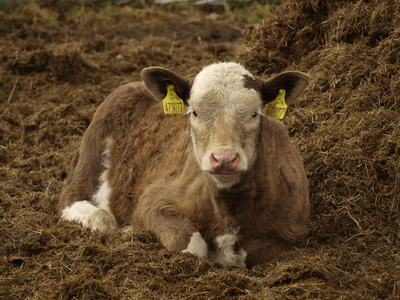 小牛在干草堆休息