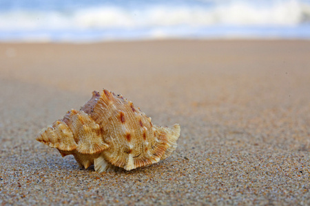 孟加拉海湾的贝壳