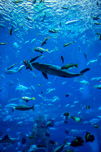 在一片珊瑚礁水族馆热带鱼