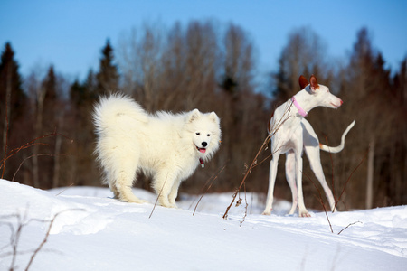 ibizan 猎犬