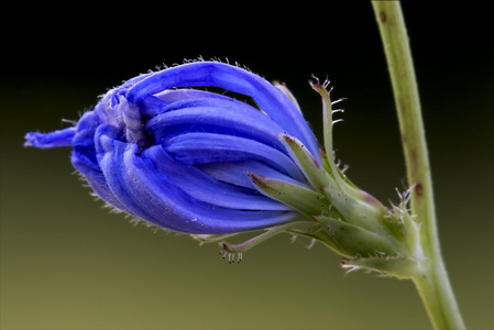 蓝色复合菊苣 pumilium