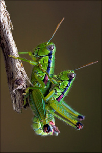 蚱蜢 orthopterous 有