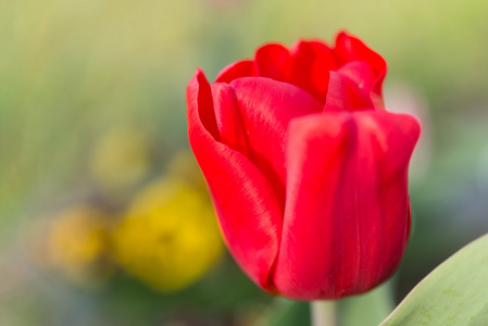 红色郁金香花