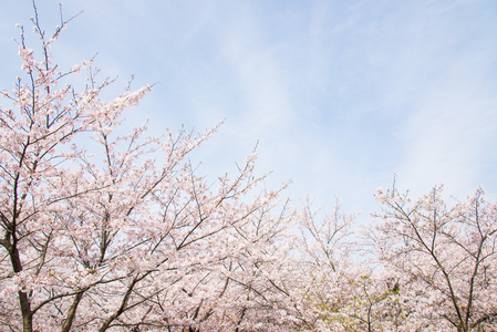 樱花和天空