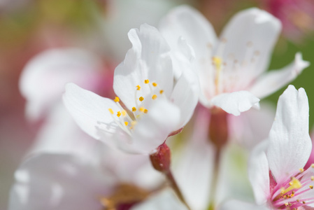 樱花的特写照片