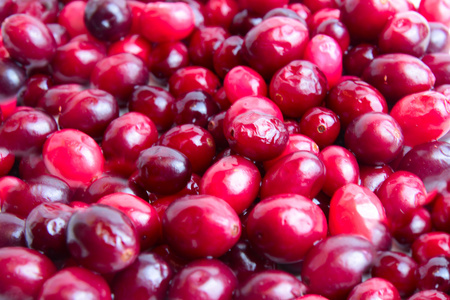 小红莓的堆图片