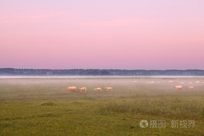 日出时的牧场上雾中羊