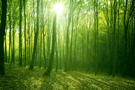 一片郁郁葱葱图片-一片郁郁葱葱素材-一片郁郁葱葱插画-摄图新视界