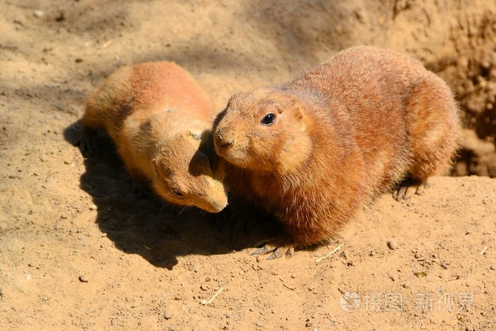 殷勤草原土拨鼠