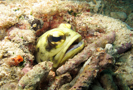 苏禄海大颚鱼照片