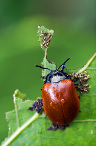 红 cercopidae vulnerata 瓢虫科 anatis 万氏 coleopter