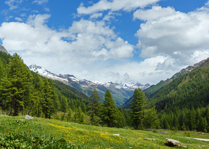 黄色的蒲公英花夏天山边坡