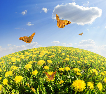 与蝴蝶蒲公英照片