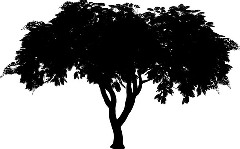 凤凰单枞图片-凤凰单枞素材-凤凰单枞插画-摄图新视界