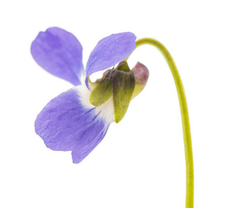 孤立的紫罗兰花