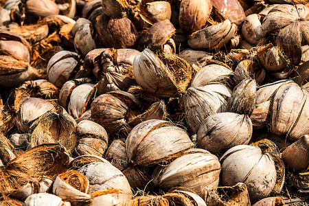 牛奶椰子壳图片