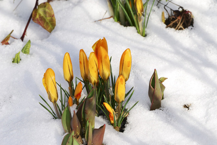 番红花芽在雪中