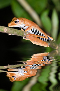 雨蛙 calcarata 青蛙