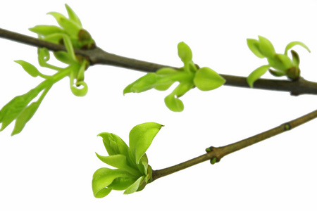 丁香与芽被隔绝在白色背景上的绿色小树枝