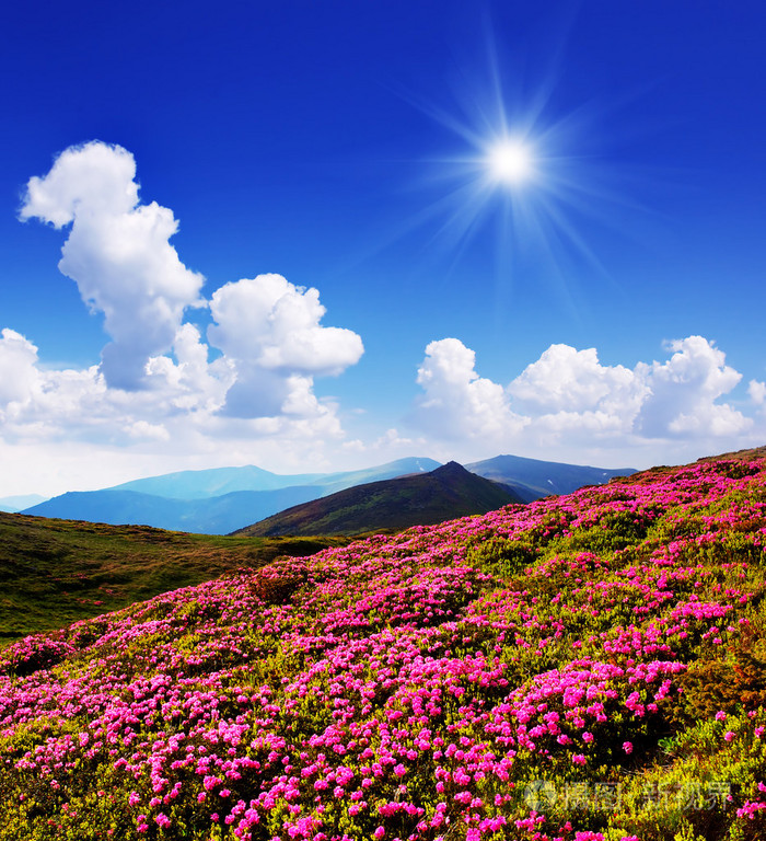 林间空地上粉色的花在山